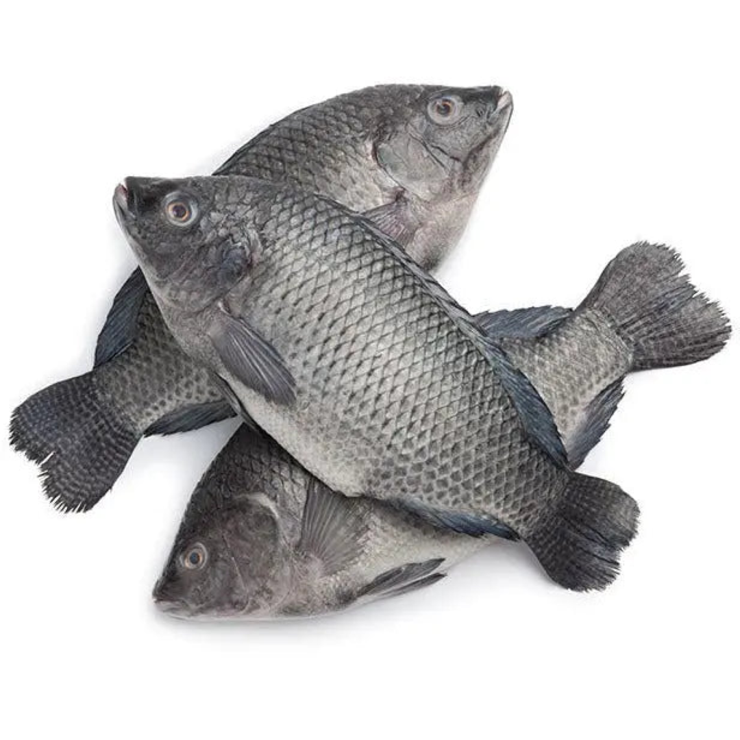 GLOBAL TILAPIA FROZEN RTE FISH 500G